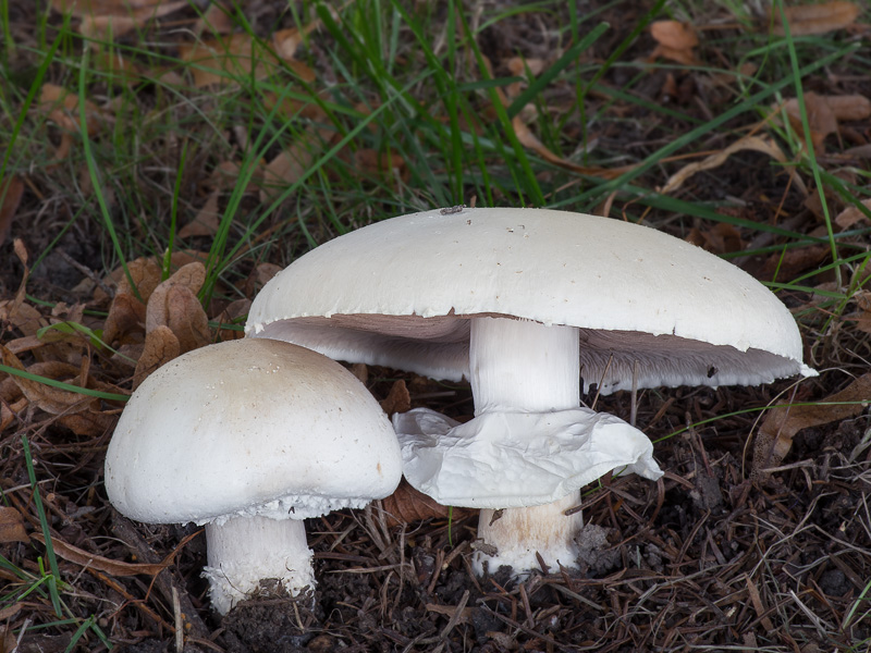 Agaricus crocodilinus